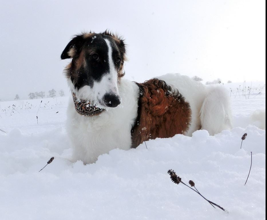 Barsoi-Hündin: Kailah